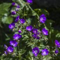 Wald-Storchschnabel ( Geranium sylvaticum)