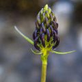 Schwarze Teufelskralle (Phyteuma nigrum)
