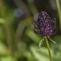 Schwarze Teufelskralle (Phyteuma nigrum)