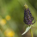 Schwarze Teufelskralle (Phyteuma nigrum)