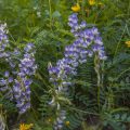 Wicke (Vicia sepium)