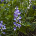 Wicke (Vicia sepium)
