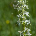 Zweiblättrige Waldhyazinthe (Platanthera bifolia)