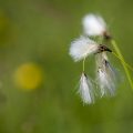 Schmalblättriges Wollgras (Eriophorum angustifolium)