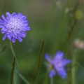 Glanz-Skabiose (Scabiosa lucida)