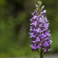 Helm-Knabenkraut (Orchis militaris)