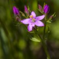 Tausendgüldenkraut (Centaurium quadrifolium)