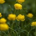 Trollblume (Trollius europaeus)