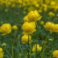Trollblume (Trollius europaeus)