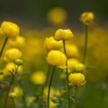Trollblume (Trollius europaeus)