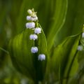 Maiglöckchen (Convallaria majalis)