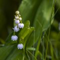 Maiglöckchen (Convallaria majalis)
