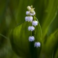 Maiglöckchen (Convallaria majalis)