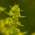 Gewimpertes Kreuzblattkraut (Cruciata laevipes)