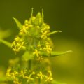 Gewimpertes Kreuzblattkraut (Cruciata laevipes)