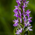 Breitblättriges Knabenkraut (Dactylorhiza majalis)