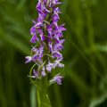 Breitblättriges Knabenkraut (Dactylorhiza majalis)