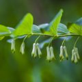 Vielblütige Weißwurz (Polygonatum multiflorum)