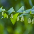 Vielblütige Weißwurz (Polygonatum multiflorum)