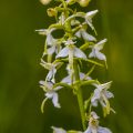 Zweiblättrige Waldhyazinthe (Platanthera bifolia)