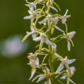 Zweiblättrige Waldhyazinthe (Platanthera bifolia)