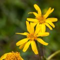 Arnika (Arnica montana)