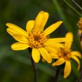 Arnika (Arnica montana)