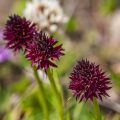 Schwarzes Kohlröschen (Nigritella nigra)