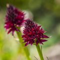 Schwarzes Kohlröschen (Nigritella nigra)