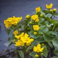 Sumpfdotterblume (Caltha palustris)