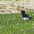 Austernfischer (Haematopus ostralegus)
