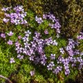 Stängelloses Leimkraut (Silene acaulis)