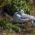 Eissturmvogel (Fulmarus glacialis)