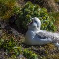 Eissturmvögel (Fulmarus glacialis)