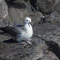Eissturmvogel (Fulmarus glacialis)