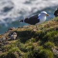 Mantelmöwe (Larus marinus) mit Baby