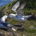 Eissturmvögel (Fulmarus glacialis)