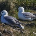 Eissturmvögel (Fulmarus glacialis)