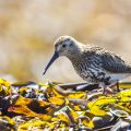 Alpenstrandläufer (Calidris alpina)