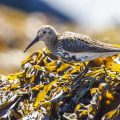 Alpenstrandläufer (Calidris alpina)