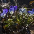 Wildes Stiefmütterchen (Viola tricolor)