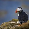 Papageitaucher (Fratercula arctica)