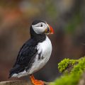 Papageitaucher (Fratercula arctica)