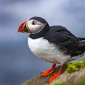 Papageitaucher (Fratercula arctica)