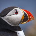 Papageitaucher (Fratercula arctica)