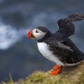Papageitaucher (Fratercula arctica)