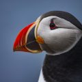 Papageitaucher (Fratercula arctica)