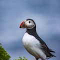 Papageitaucher (Fratercula arctica)