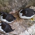 Dickschnabellummen (Uria lomvia)