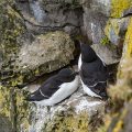 Dickschnabellummen (Uria lomvia)